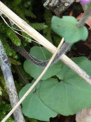 Cardamine douglassii