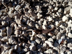 Sphaerodactylus glaucus