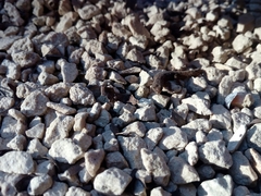 Sphaerodactylus glaucus