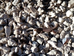 Sphaerodactylus glaucus
