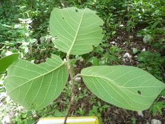Sapranthus palanga