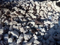 Sphaerodactylus glaucus