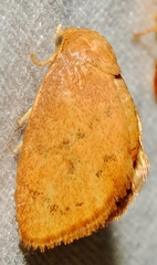 Heterogenea shurtleffi