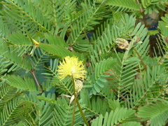 Neptunia oleracea