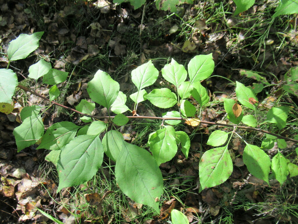 siberian-crabapple-from-on