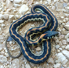 Thamnophis cyrtopsis ocellatus