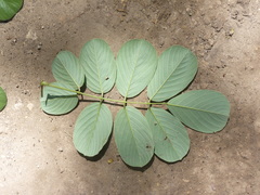 Image of Piscidia carthagenensis