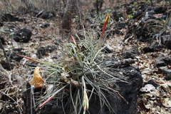 Tillandsia schiedeana
