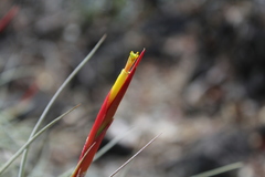 Tillandsia schiedeana