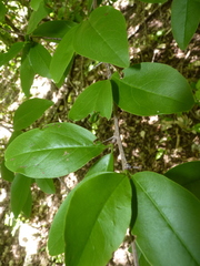 Ximenia