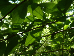 Ximenia