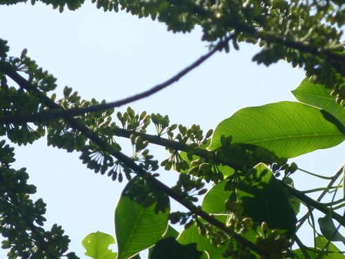 Sideroxylon capiri - Leaves