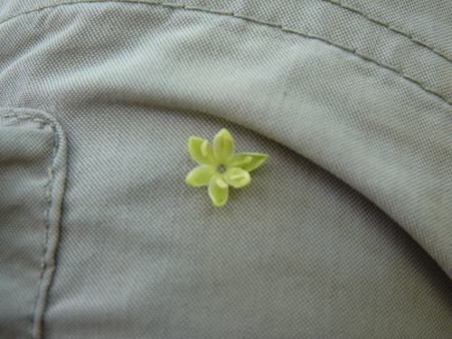Sideroxylon capiri - Leaves