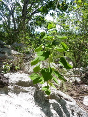 Polystemma guatemalense