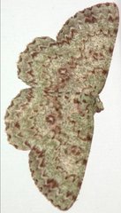 Ophthalmitis herbidaria