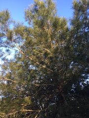 Pinus brutia eldarica