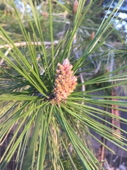 Pinus brutia eldarica