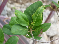 Ficus cotinifolia