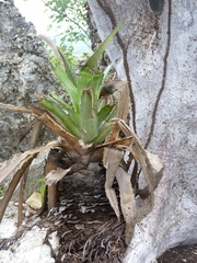 Bromelia pinguin