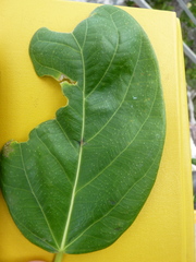 Ficus cotinifolia