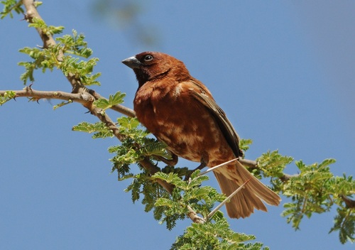 Chestnut Sparrow