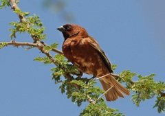 Chestnut Sparrow photo 4