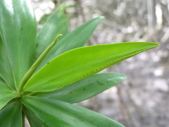 Pelliciera rhizophorae