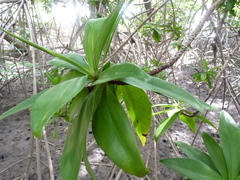 Pelliciera rhizophorae