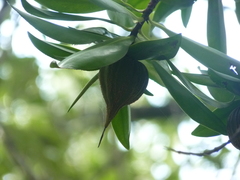 Pelliciera rhizophorae