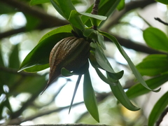 Pelliciera rhizophorae