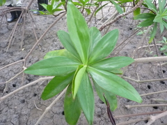 Pelliciera rhizophorae