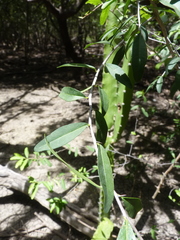 Ximenia americana