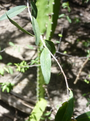 Ximenia americana