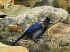 Cyanocorax violaceus