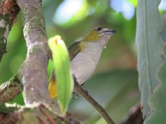 Euphonia chrysopasta
