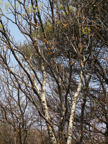 Steganotaenia araliacea image