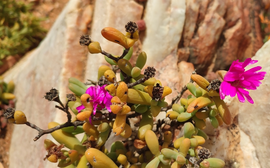 Schlechteranthus connatus