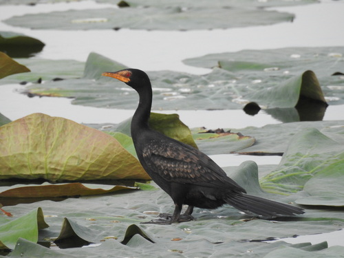 Reed Cormorant