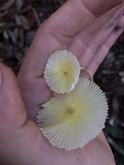 Leucocoprinus fragilissimus image