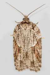 Acleris ptychogrammos