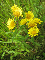 Inula japonica