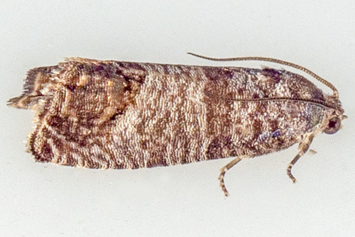 Codling Moth