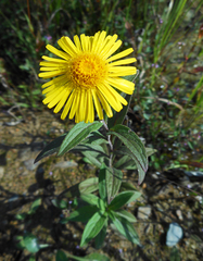 Inula japonica