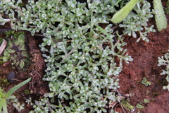 Psilocarphus tenellus