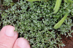 Psilocarphus tenellus