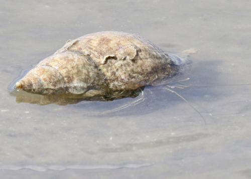 Thinstripe Hermit Crab, Brevard County, FL, USA, photo 10 of 10