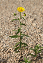 Inula japonica