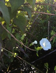 Calystegia sepium limnophila