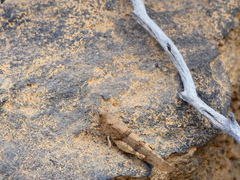 Sphingonotus willemsei