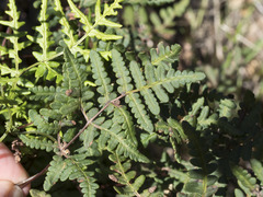 Pentagramma triangularis triangularis